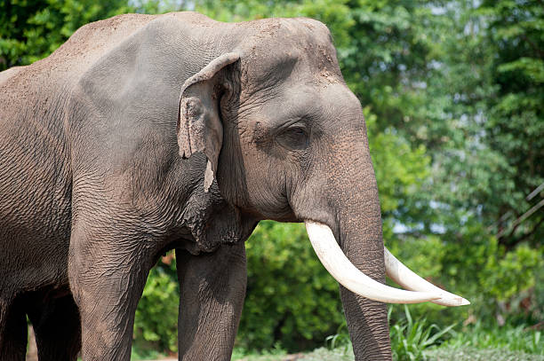 istock Asian Elephant in the lush green grass. 474908174