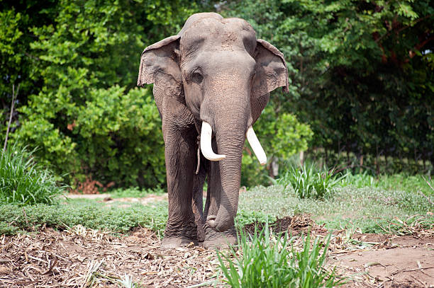 Asian Elephant in the lush green grass in Northeastern of Thailand.
