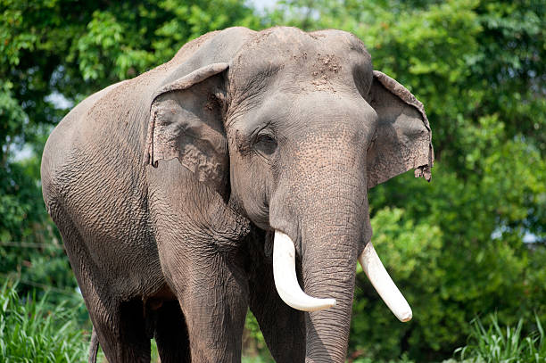 istock Asian Elephant in the lush green grass. 474911034