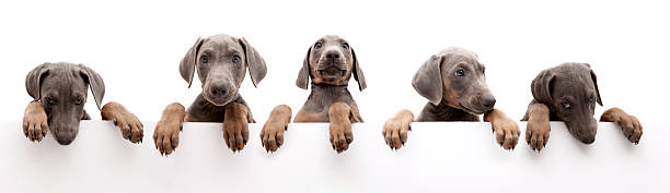 istock dogs above white banner 474911369