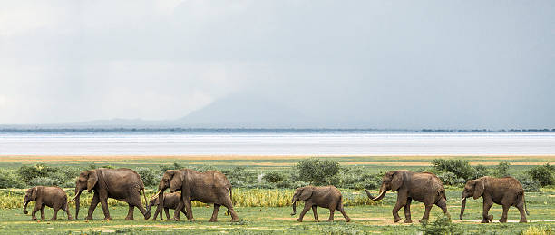 troupeau d'éléphants d'afrique au parc national du lac manyara, tanzanie - lake manyara national park photos et images de collection