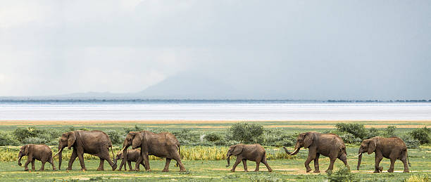 아프리카코끼리 가축떼 at 만야라 호 국립 공원, 탄자니아 - lake manyara national park 뉴스 사진 이미지