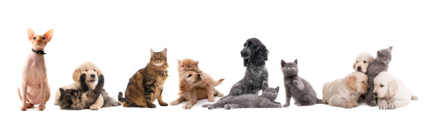 istock cats and dogs 474913565