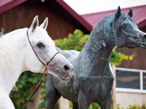 portrait of white arabian stallion with statue of horse