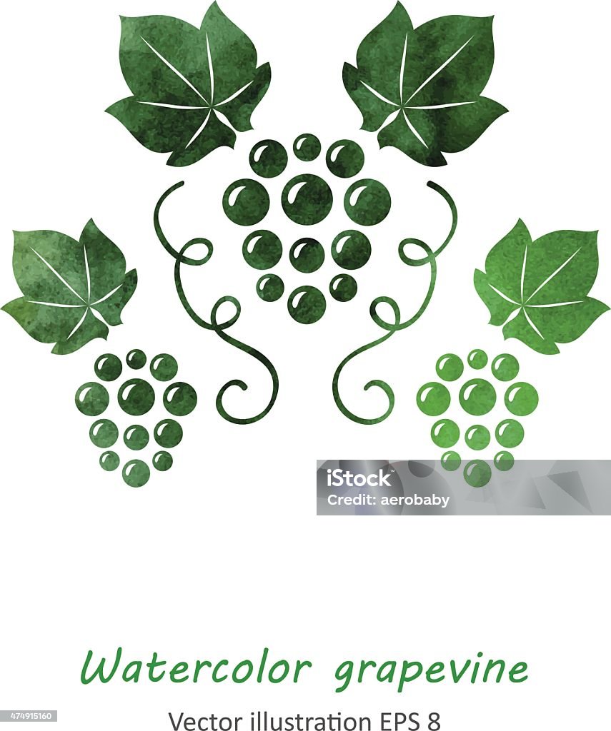 Акварельные зеленый Виноград vine - Векторная графика 2015 роялти-фри
