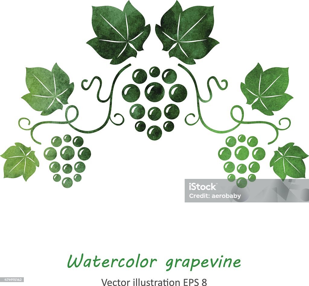 Акварельные зеленый Виноград vine - Векторная графика 2015 роялти-фри