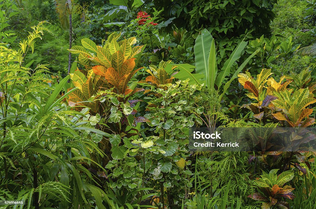 impenetrable tropical jungle impenetrable tropical jungle in Bali Indonesia. Banana plants in sunlight. HDR Tropical Rainforest Stock Photo