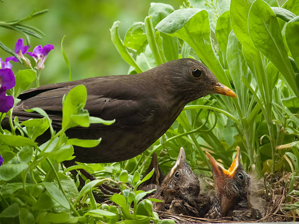 istock Blackbird babies and  mother 474916643