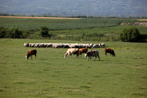 Cows and sheep grazing in the pasture at farm