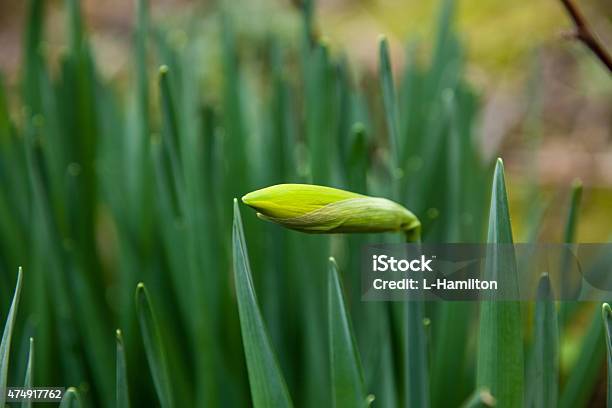 Flower Daffodil Bud Stock Photo - Download Image Now - 2015, Bud, Color Image