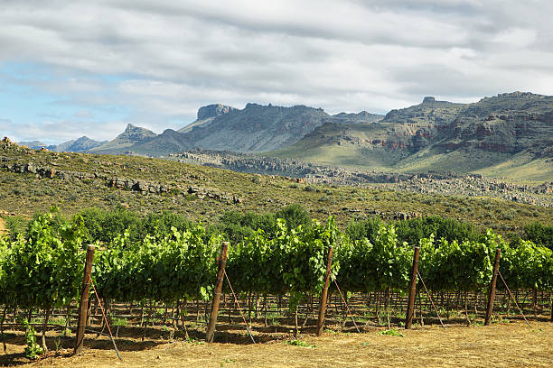 Vineyards in Cederberg nature reserve Vineyards in Cederberg nature reserve, South Africa cederberg mountains photos stock pictures, royalty-free photos & images