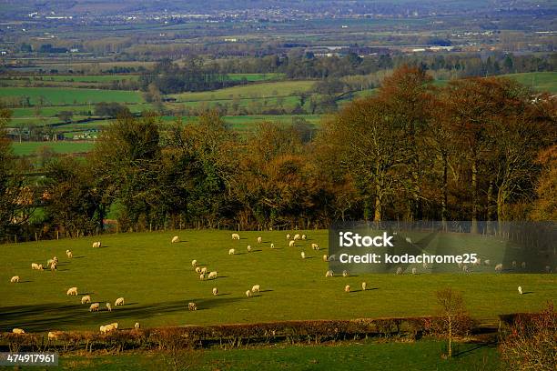 Field Stockfoto und mehr Bilder von Agrarbetrieb - Agrarbetrieb, Allgemein, Anhöhe