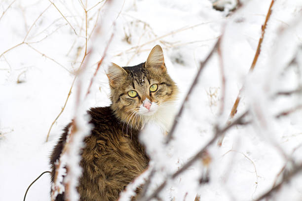 istock beautiful striped cat sitting in the snow 474917979