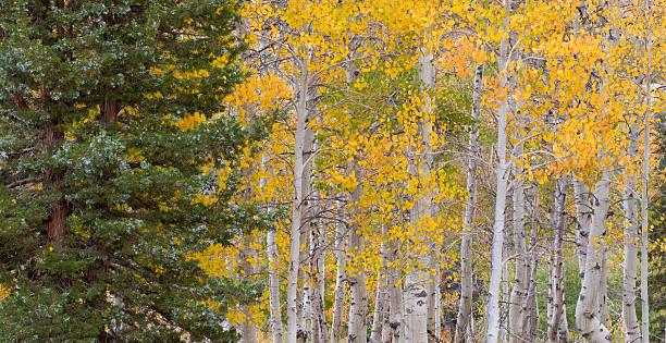 Aspen Grove stock photo