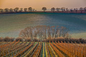 vineyard in the winter