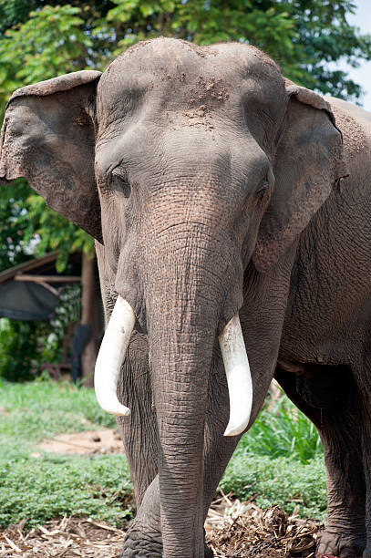 istock Asian Elephant in the lush green grass. 474920588