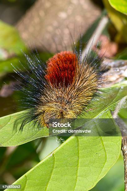 Masoala Caterpillar Stock Photo - Download Image Now - 2015, Africa, Animal