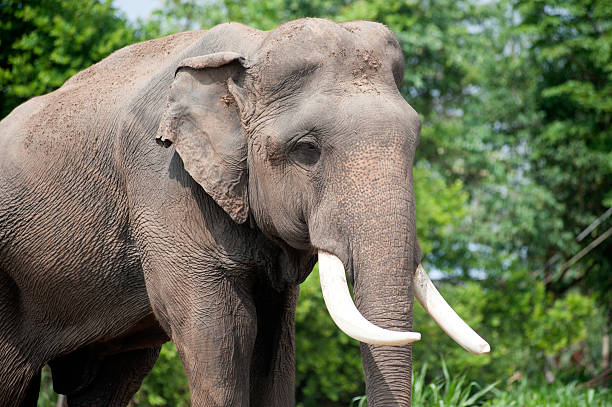 istock Asian Elephant in the lush green grass. 474921804