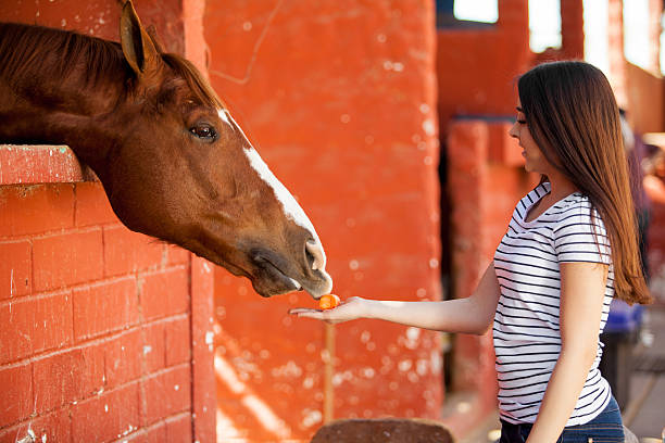 Pretty Hispanic girl feeding her horse carrots in a stable