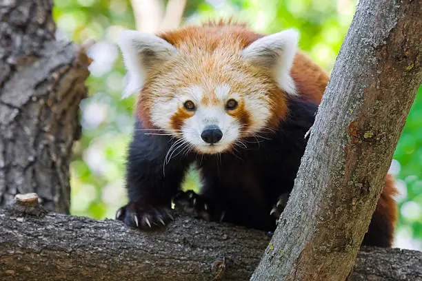 Red panda or Lesser panda (Ailurus fulgens)