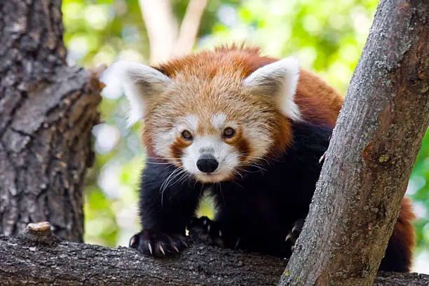 Red panda or Lesser panda (Ailurus fulgens)