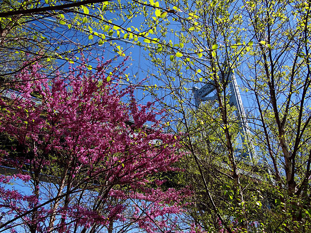 istock Ben Franklin Bridge Behind Flowering Trees 474923878