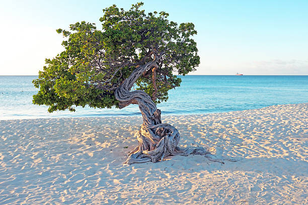 istock Divi divi tree on Aruba island in the Caribbean 474923902