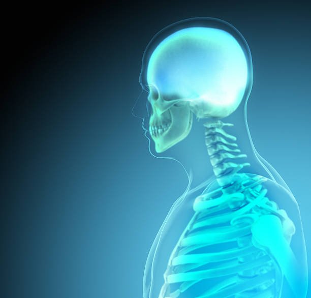 istock The human body (organs) by X-rays on blue background 474924084