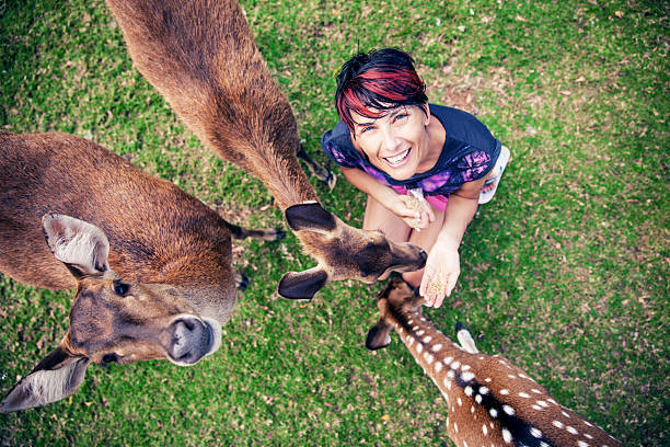 Woman feeding deers. High angle view