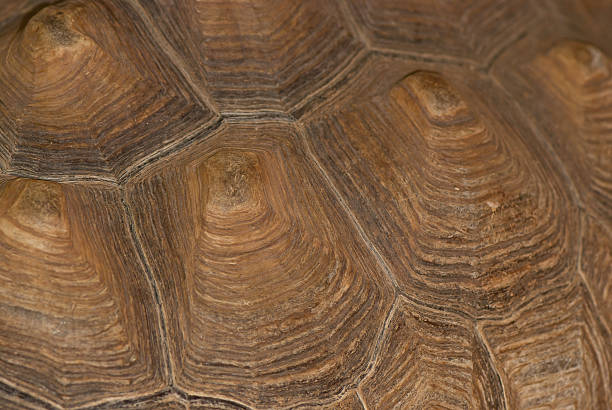 istock detail shot of a turtle shell 474925449