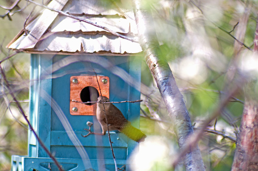House Wren making a nest in a bird box- carrying sticks to make the nest inside the box. The copper plate allows birds the size of the wren to enter the box.