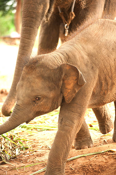 istock Relationship Thai Elephant calf and mom. 474926730