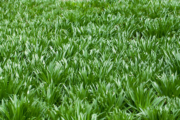 녹색 잔디 - chlorophyll tranquil scene summer blade of grass 뉴스 사진 이미지