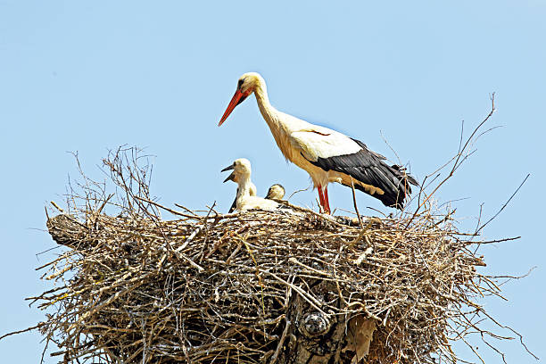 istock White stork with young baby stork on the nest 474929426