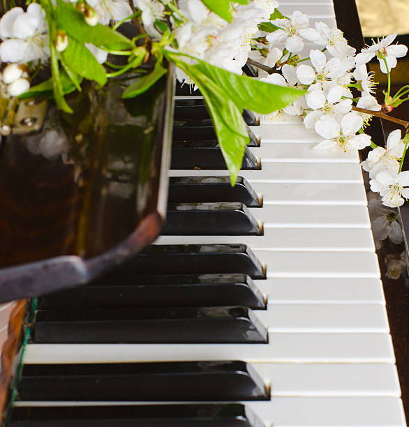 istock the blossoming cherry on a piano 474929502