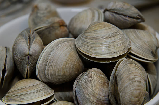Coocked clams in bowl ready to eat