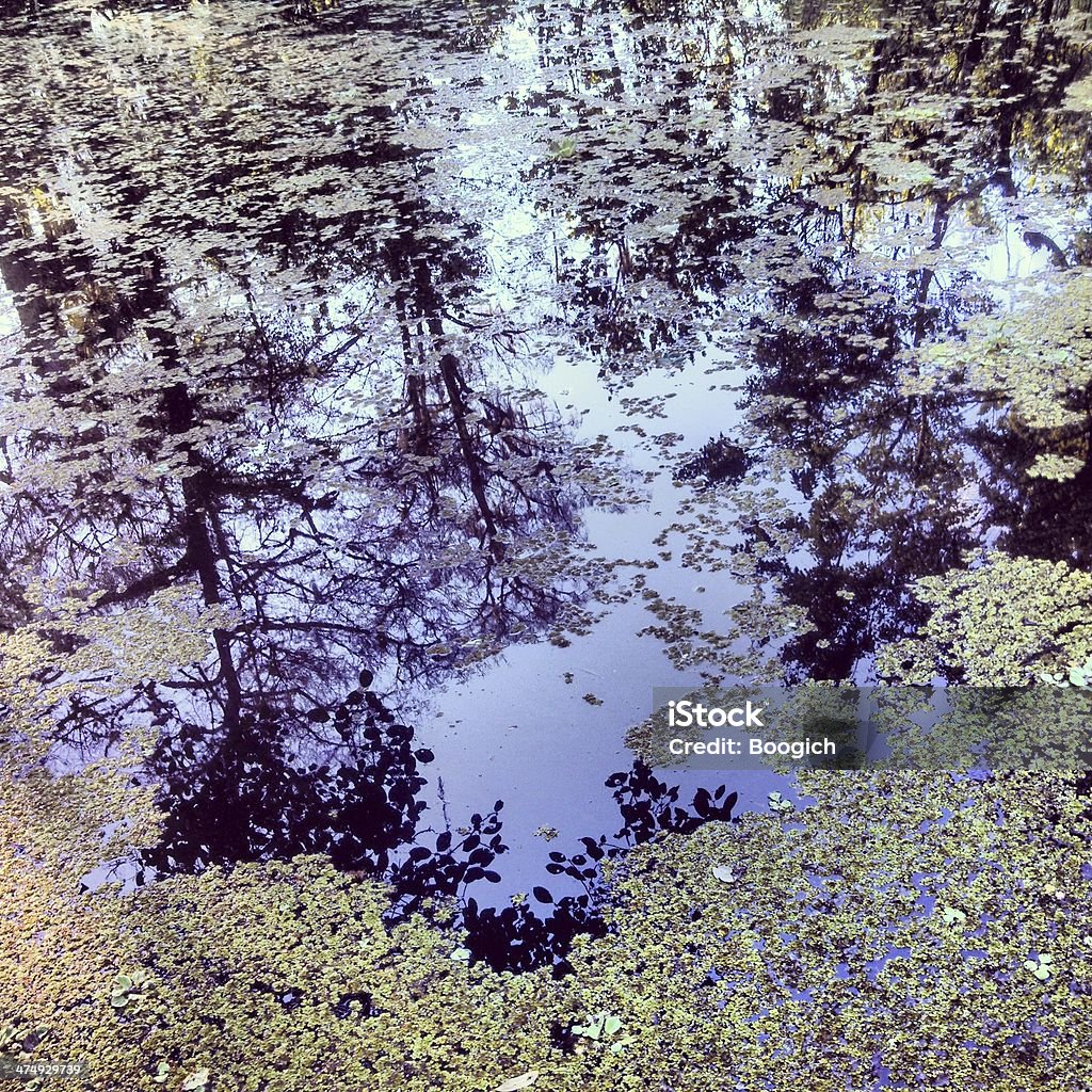 Reflets des arbres dans les marais d'eau des Everglades - Photo de Abstrait libre de droits