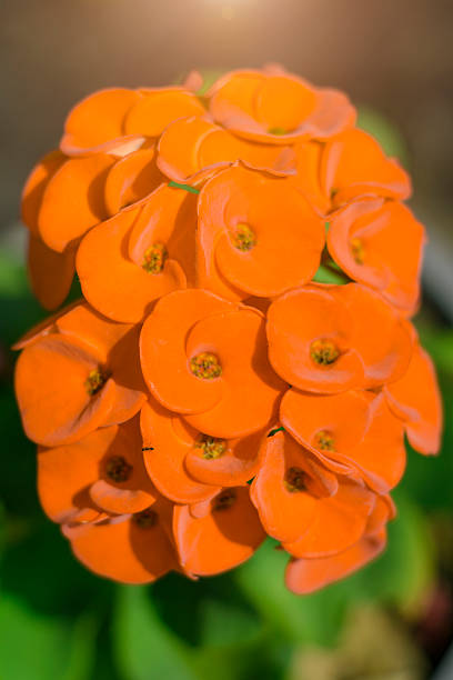 euphorbe d'orange - deang photos et images de collection