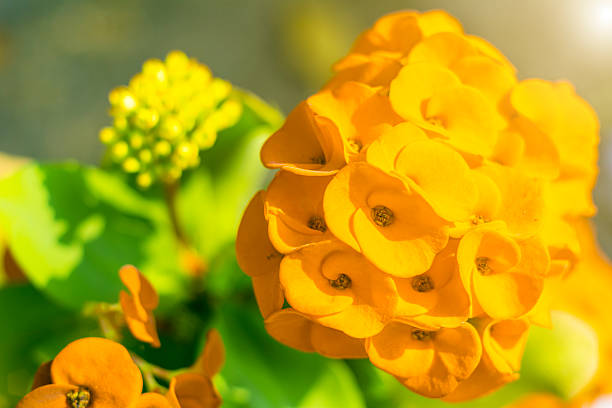 euphorbe jaune - deang photos et images de collection