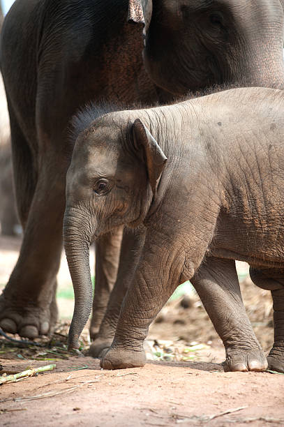 istock Relationship Thai Elephant calf and mom. 474930586