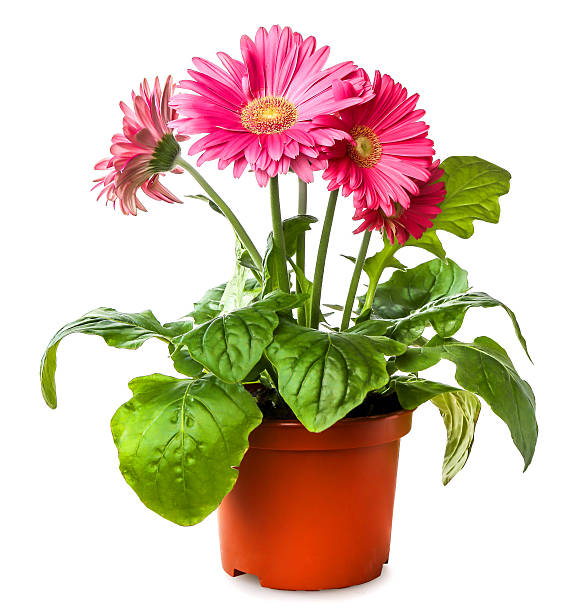 gerber 왜고너의 꽃을 flowerpot 하나 - daisy plant flower gerbera daisy 뉴스 사진 이미지