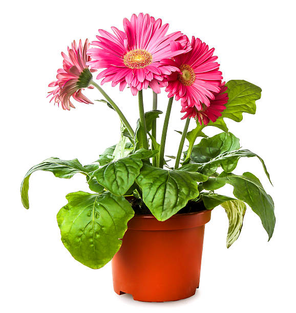 Gerber's flowers in  flowerpot isolated on a white background Gerber's flowers in  flowerpot isolated on a white background gerbera daisy stock pictures, royalty-free photos & images