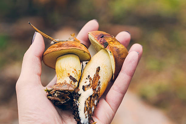 istock Two boletus mushrooms in the hand 474931351
