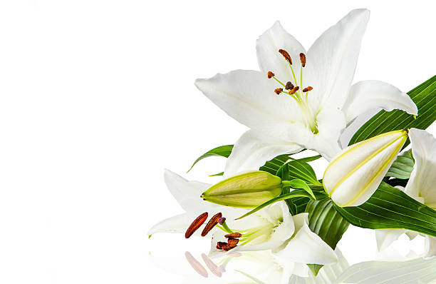 istock Lily flowers on white background 474932754