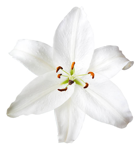 istock Lily flowers on white background 474932782
