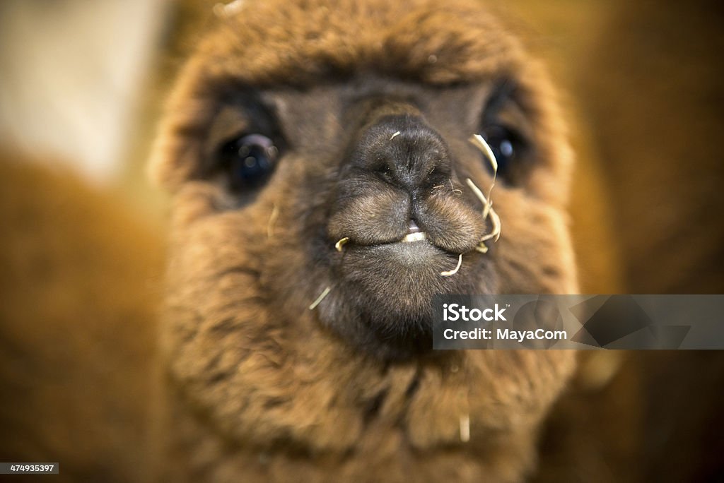 Alpacas Close up of a nice alpaca face. Alpaca Stock Photo