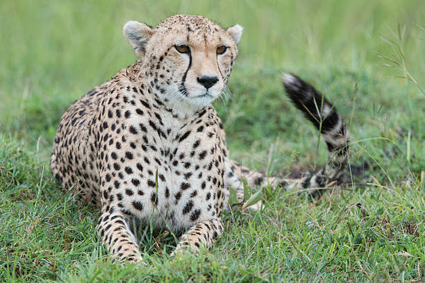 Sub Adult Cheetah stock photo