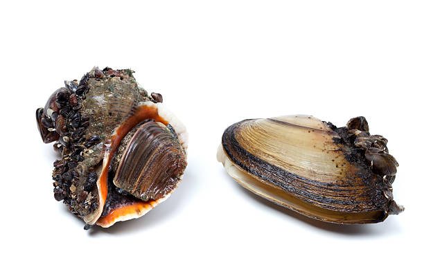 istock Veined rapa whelk and anodonta (river mussels) 474936980