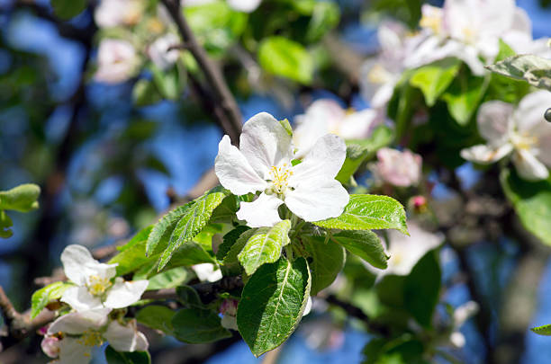 istock Blooming apple tree; beautiful white blossoms, shallow field 474937062
