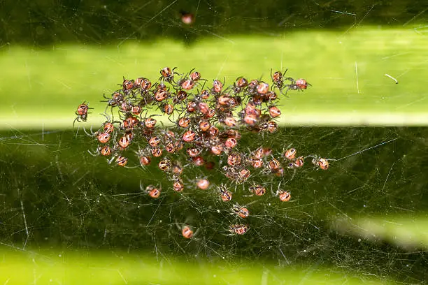 Photo of Spider nest